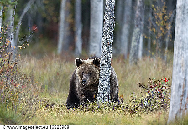 Finland  Kuhmo  Kainuu  male brown bear