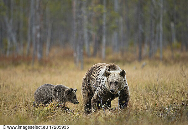 Finland  Kuhmo  North Karelia  Kainuu  Brown bear (Ursus arctos) female with cub walking in grassy field