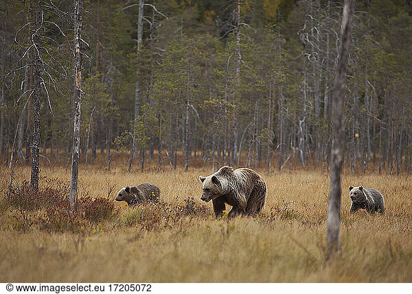 Finland  Kuhmo  North Karelia  Kainuu  Brown bear (Ursus arctos) female with cubs in field