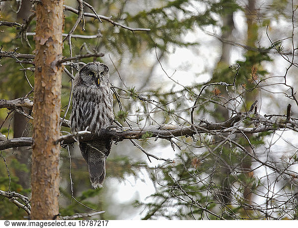 Finland  Kuhmo  North Karelia  Kainuu  Great grey owl (Strix nebulosa) perching on tree branch