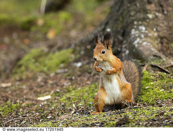 Finland  Kuhmo  North Karelia  Kainuu  Red squirrel (Sciurus vulgaris) in forest