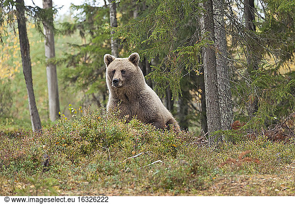 Finland  North Karelia  brown bear in the woods