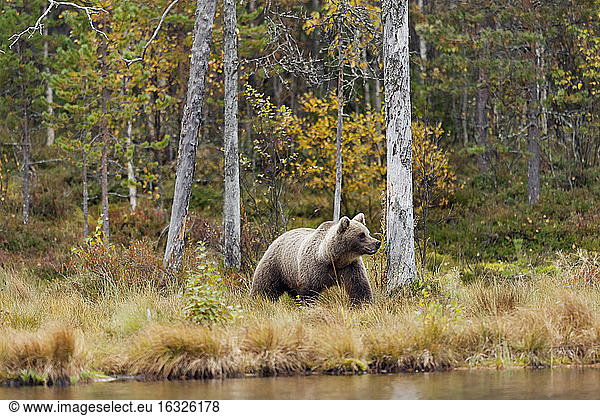 Finland  North Karelia  female brown rear in the woods