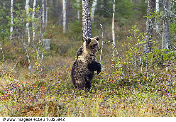 Finland  North Karelia  young brown bear in the woods
