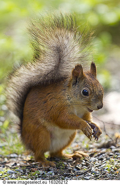 Finland  Red squirrel  Sciurus vulgaris
