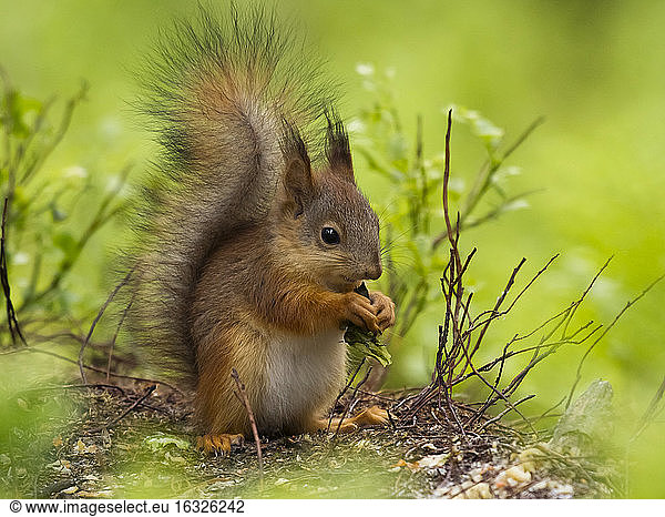 Finland  Red squirrel  Sciurus vulgaris  eating