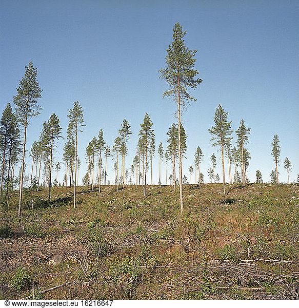 Finnland  Baumlandschaft