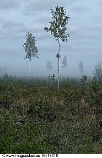 Finnland  Birken  Szenerie mit Nebel