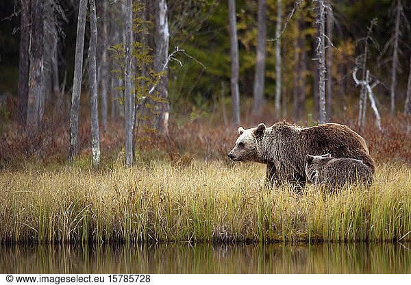 Finnland  Kainuu  Kuhmo  Braunbärenfamilie (Ursus arctos) steht am grasbewachsenen Seeufer in der Herbsttaiga