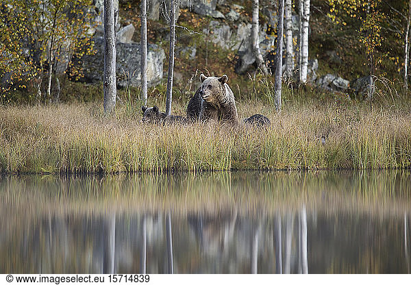 Finnland  Kuhmo  Braunbärenfamilie (Ursus arctos) am Ufer eines borealen Waldsees im Herbst