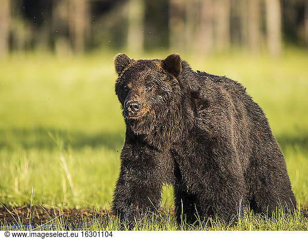 Finnland  Kuhmo  Brown Bear  Ursus Arctos