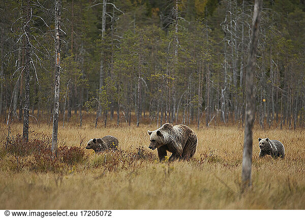 Finnland  Kuhmo  Nordkarelien  Kainuu  Braunbärenweibchen (Ursus arctos) mit Jungtieren auf einem Feld