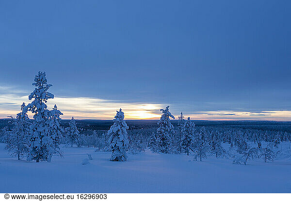 Finnland  near Saariselka  Snow covered trees