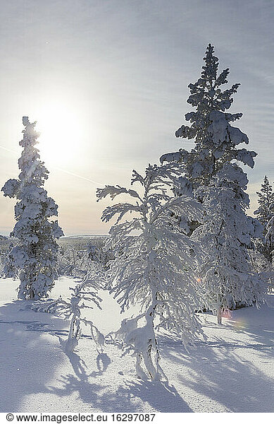 Finnland  near Saariselka  Snow covered trees