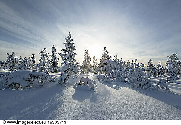 Finnland  near Saariselka  Snow covered trees