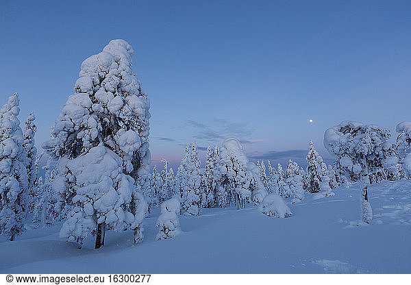 Finnland  Rovaniemi  Winterwald zur blauen Stunde
