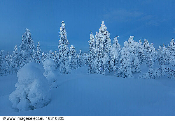 Finnland  Rovaniemi  Winterwald zur blauen Stunde