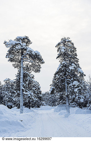 Finnland  Saariselkae  Schneebedeckte Bäume