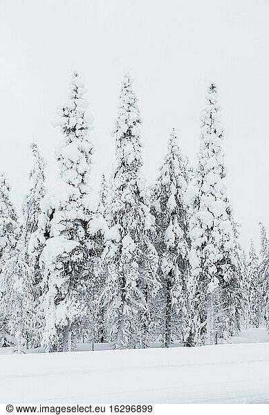 Finnland  Schneebedeckte Bäume