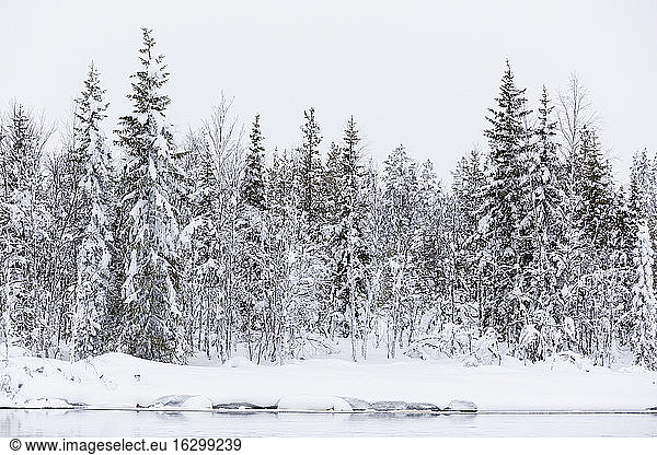 Finnland  Schneebedeckte Bäume