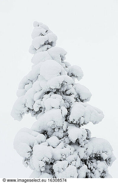 Finnland  Schneebedeckter Baum