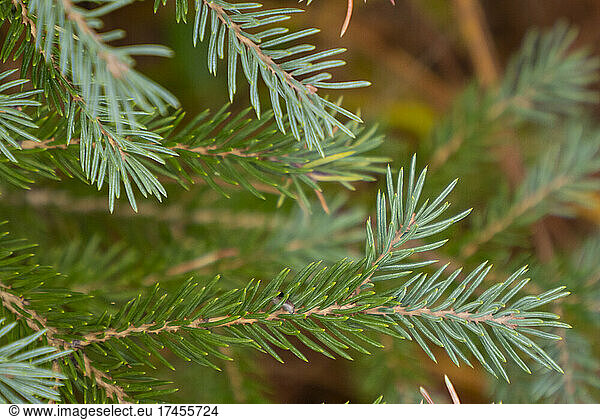 Fir branches showing new growth.