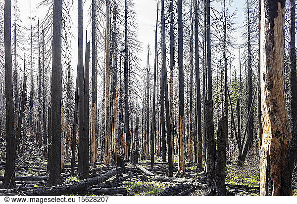 Fire damaged forest & trees  along the Pacific Crest Trail  Mount Adams Wilderness  Washington