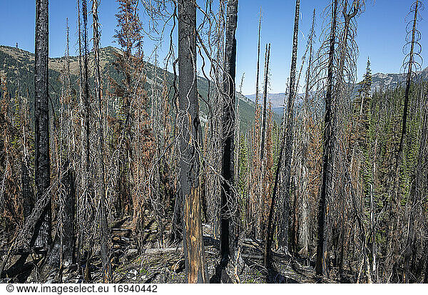 Fire damaged trees and forest along the Pacific Crest Trail
