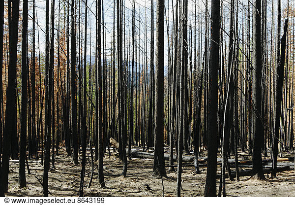 Fire damaged trees and forest (from the 2012 Table Mountain Fire)  Okanogan-Wenatchee NF  near Blewett Pass