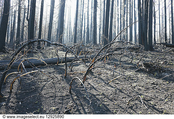 Fire damaged trees in the forest of the Norse Peak Fire  near Mount Rainier National Park  Washington