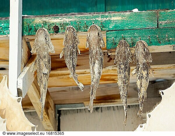 Fisch (Gefleckter Wölffisch  Anarhichas minor) wird an der Luft getrocknet. Das traditionelle und abgelegene grönländische Inuit-Dorf Kullorsuaq  Melville Bay  Teil der Baffin Bay. Amerika  Nordamerika  Grönland  dänisches Gebiet.