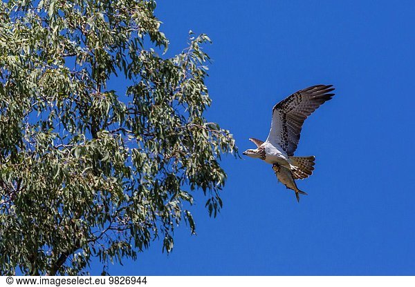 Fisch Pisces fliegen fliegt fliegend Flug Flüge Fluss Erwachsener Australien Western Australia