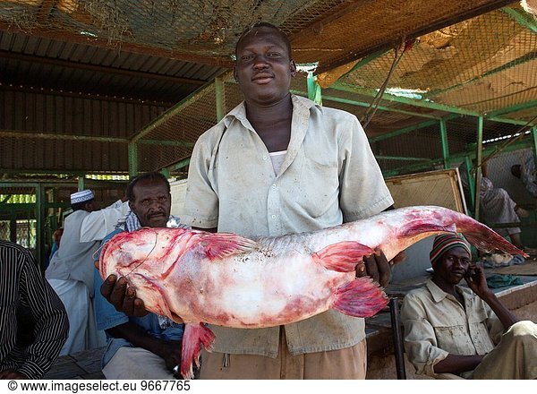 Fisch Pisces hocken - Tier Markt Sudan