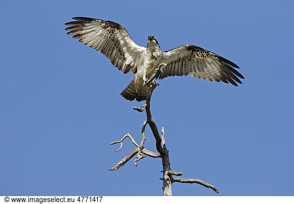 Fischadler (Pandion haliaetus),  Altvogel bei der Landung auf einem abgestorbenen Baum mit ausgebreiteten Flügeln,  Finnland,  Europa