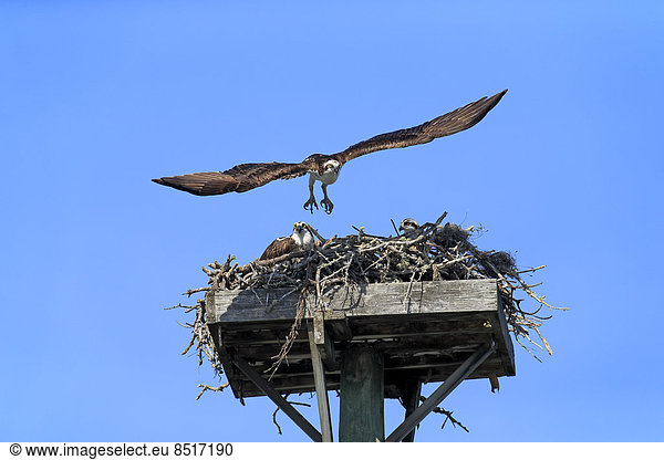 Fischadler (Pandion haliaetus carolinensis), im Abflug vom Horst, Sanibel Island, Florida, USA