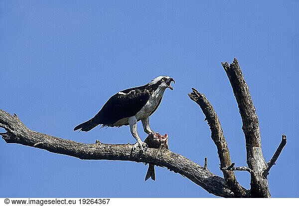 Fischadler mit erbeutetem Fisch  Osprey with captured fish (Fish Hawk) (Fish Eagle)  Pandion haliaetus