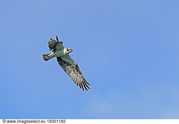 Fischadler  Osprey  Pandion haliaetus