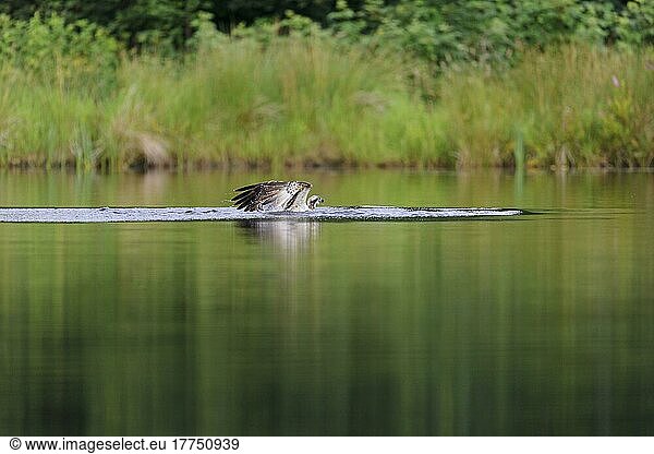 Fischadler (Pandion haliaetus) adult  fängt Fische vom kleinen Lochan  Rothiemurchus Forest  Strathspey  Cairngorms N. P. Highlands  Schottland  Juli