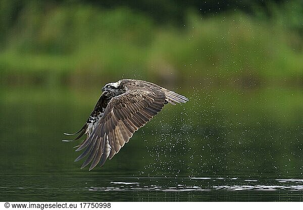 Fischadler (Pandion haliaetus) adult  im Flug über kleinen lochan  Rothiemurchus Forest  Strathspey  Cairngorms N. P. Highlands  Schottland  Juli