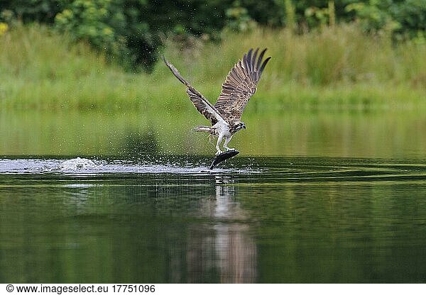 Fischadler (Pandion haliaetus) adult  im Flug  fängt Fische aus dem kleinen Lochan  Rothiemurchus Forest  Strathspey  Cairngorms N. P. Highlands  Schottland  Juli