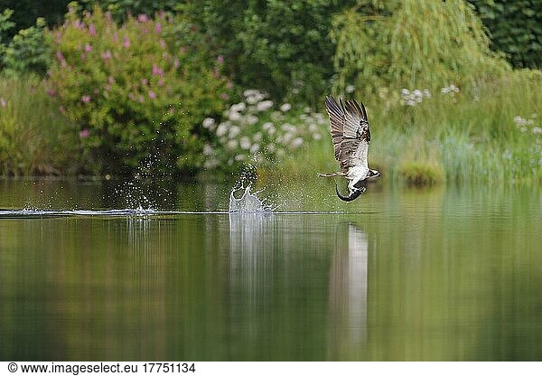 Fischadler (Pandion haliaetus) adult  im Flug  fängt Fische aus dem kleinen Lochan  Rothiemurchus Forest  Strathspey  Cairngorms N. P. Highlands  Schottland  Juli