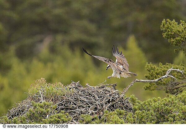 Fischadler (Pandion haliaetus) adult  im Flug  mit Küken im Nest gelandet  Kaledonischer Wald  Cairngorms N. P. Highlands  Schottland  Juli