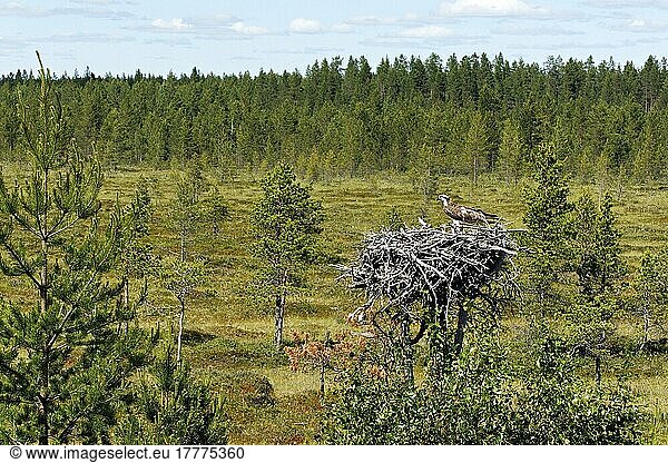 Fischadler (Pandion haliaetus) adult mit Küken  am Nest im Lebensraum  Finnland  Juli  Europa