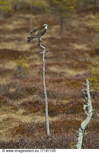 Fischadler (Pandion haliaetus) auf abgestorbenem Baum im Moor  Kainuu  Finnland  Europa