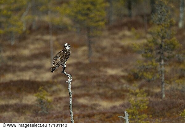 Fischadler (Pandion haliaetus) auf abgestorbenem Baum im Moor  Kainuu  Finnland  Europa