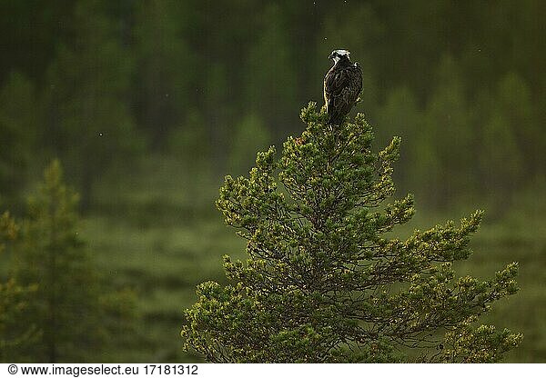 Fischadler (Pandion haliaetus) auf Kiefer in Moorlandschaft sitzend  Kainuu  Finnland  Europa