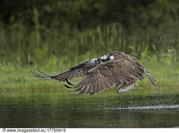 Fischadler (Pandion haliaetus) ausgewachsen  im Flug  mit Forellenbeute in den Krallen vom See startend  Aviemore  Cairngorms N. P. Grampian Mountains  Highlands  Schottland  Juli
