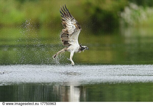 Fischadler (Pandion haliaetus) erwachsen  im Flug  Start vom kleinen Lochan  Rothiemurchus Forest  Strathspey  Cairngorms N. P. Highlands  Schottland  Juli
