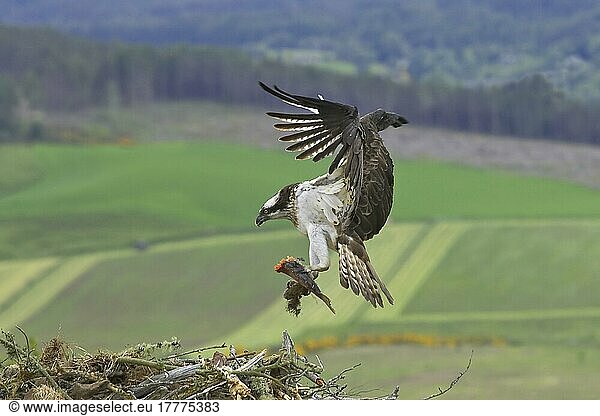 Fischadler (Pandion haliaetus)  erwachsenes Männchen  im Flug  mit Fischen in den Krallen zum Nest zurückkehrend  Inverness-shire  Schottland  Frühling