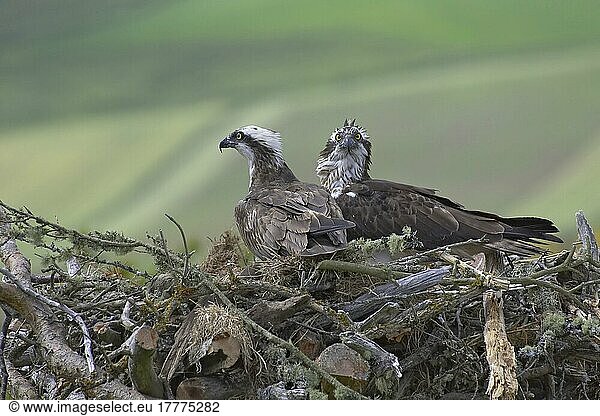 Fischadler (Pandion haliaetus) erwachsenes Paar  am künstlichen Nest  Inverness-shire  Schottland  Frühling